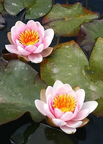Live Aquatic Plant Nymphaea Fabiola Louisiana Pink Hardy Water Lilies Tuber for Aquarium Freshwater Fish Pond by Greenpro