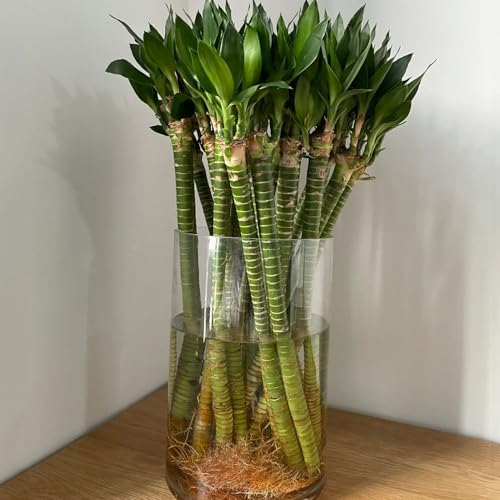 semillas de bambú de la suerte - jardín balcón de jardín perennes resistentes 50pcs