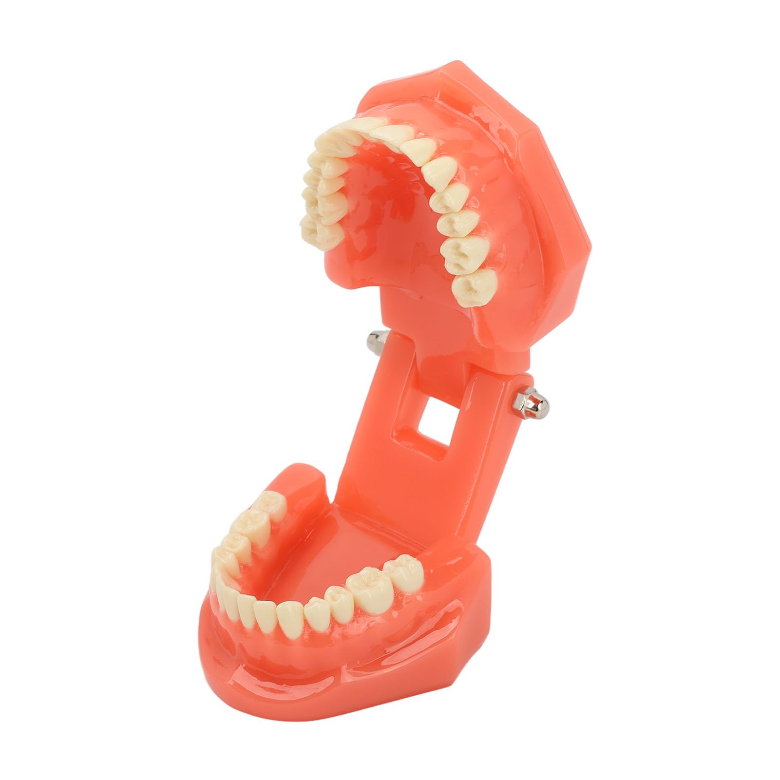 Zahnmodell Zahnarzt Acryl Zähne Dental Demonstrationsmodell 180° Anatomisches Zahnmodell Gebiss