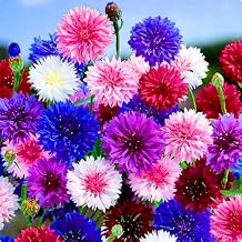 Colorful Dwarf Cornflower Seeds for Planting, 3007+pcs Perennial Bachelor Button Cornflower Flower Seeds Plants, Heirloom Non-GMO Hummingbirds Pollinated Wildflowers in Home Garden Outdoors