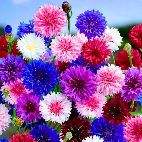 Mixrug Colorful Dwarf Cornflower Seeds for Planting 3007+pcs Perennial Bachelor Button Cornflower Flower Seeds Plants Heirloom Non-GMO Hummingbirds Pollinated Wildflowers in Home Garden Outdoors