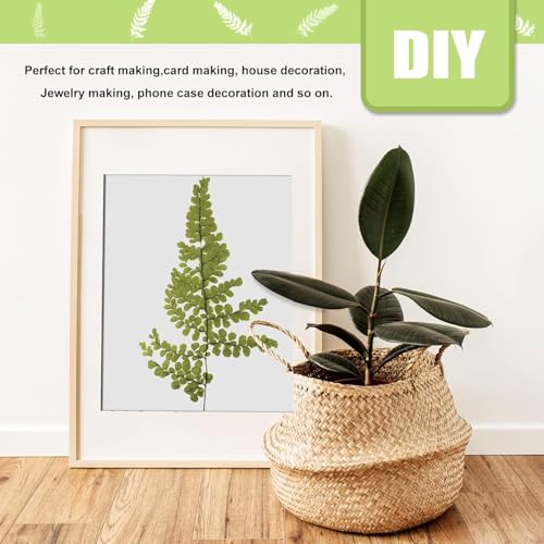 Hojas de helecho hierro natural secas 42 piezas para arte DIY miniatura 7