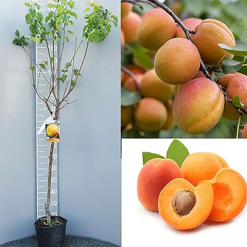 SAVINI VIVAI Pianta di Albicocco Autofertile Pisana Piante da Frutto in Vaso 22-24 cm 2-3 Anni Altezza 130-150 cm Made in Italy