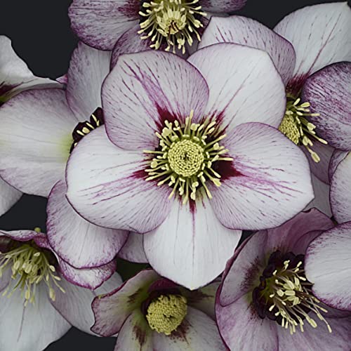 Live Wedding Crasher Hellebore. Stunning Perennial