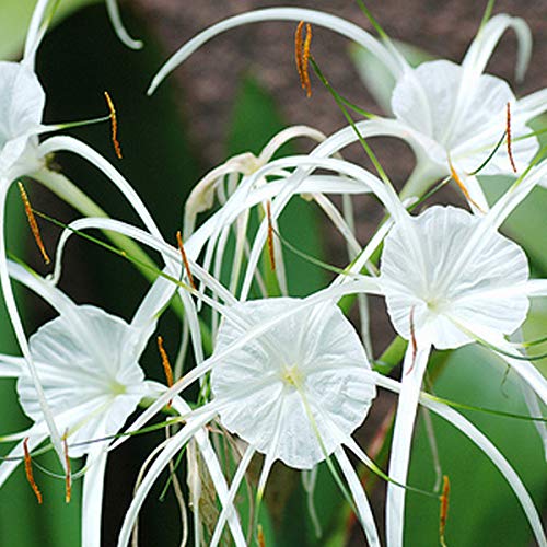 LIVE GREEN Spider Lily Flower Bulb Grow All Season for Your Home Garden ...