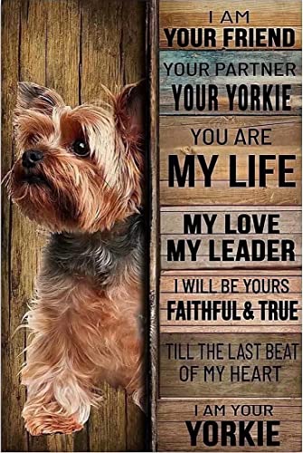 Discover the Top 10 Yorkie Signs to Make Your Pup's Personality Shine ...
