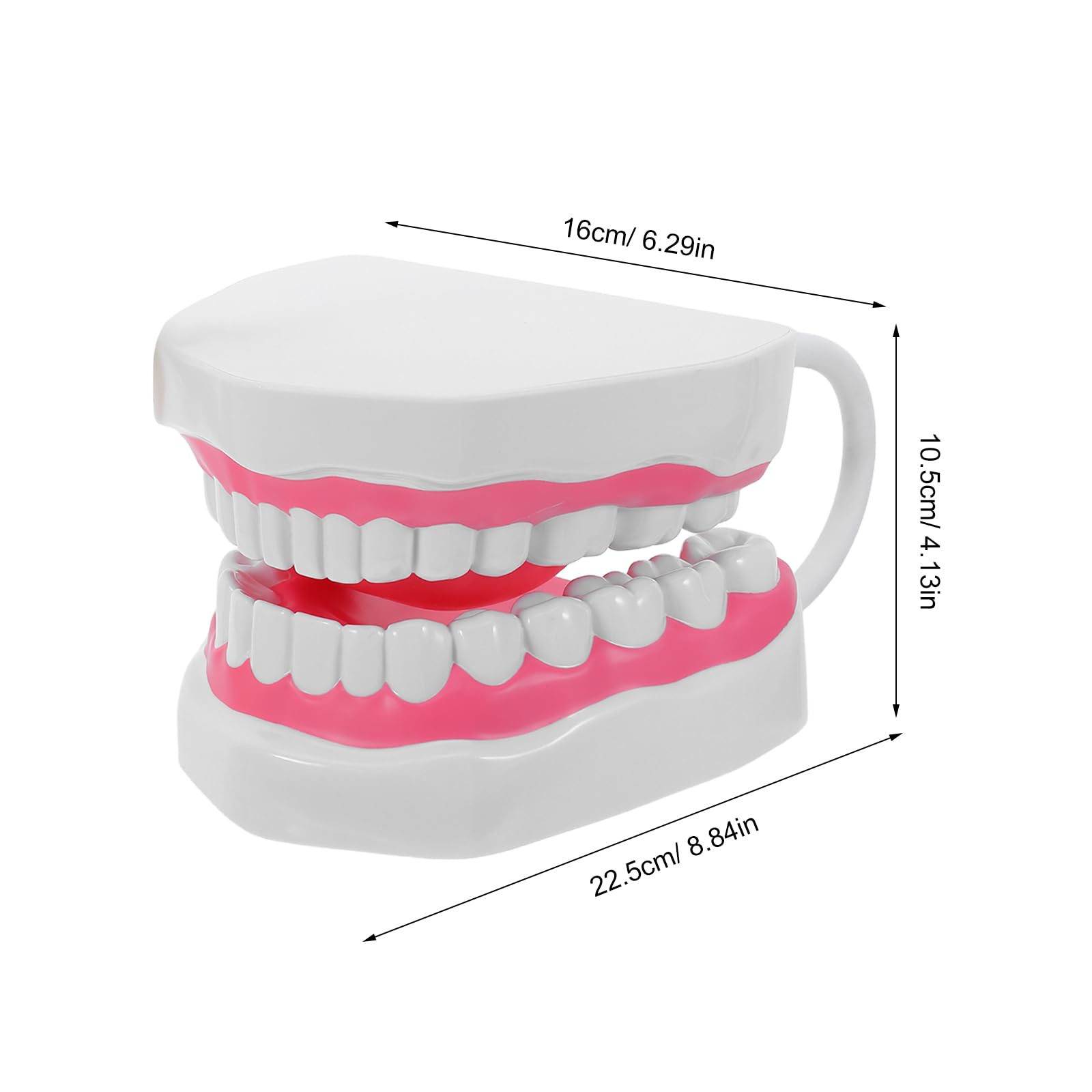 PRETYZOOM Modello Dentale per Studio Igiene Orale Bianco in Pvc con Radici, Superficie Facile da Pulire, Struttura Realistica per Studenti e Insegnamento Completo