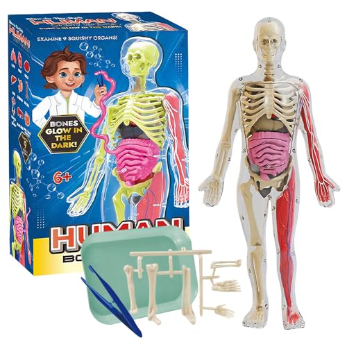 Agarte - Human Body Model for Kids, 32CM Science Can Human Body Model for Kids with 9 Removable Organs, Human Anatomy Kit Glow In The Dark, Human Anatomy Model for School Science Medical Education Display - -15%