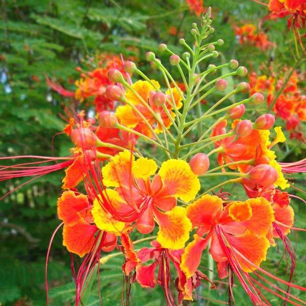 Mphmi Live Plant Nursery NCR Nurseryplant Caesalpinia Pulcherrima, Peacock Flower, Red Bird of Paradise - Plant (B0C2V6BJ9D) Amazon Price History, Amazon Price Tracker