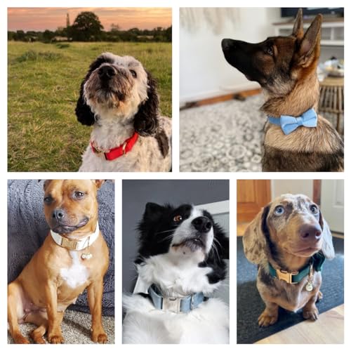 Custom Engraved Dog Collar with Name and Phone Number, Personalized for Small, Medium, and Large Dogs (Velvet) - Image 5