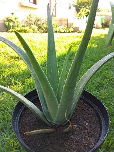 PlantaZee Aloe Vera Medicinal Live Plant with Pot (B0B12MLXMR) Amazon Price History, Amazon Price Tracker