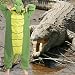 CUTTUECD Alligator Crocodile Adult Onesie - Halloween Costume - Cozy Animal Pajamas One-Piece Cosplay Suit for Women and Men