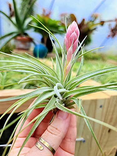 Large Air Plants - 1 Hybrid No. 1 - 4 to 6 Inch Air Plant - Color & Form Varies by Season - 30 Day Guarantee on Tillandsia from The Drunken Gnome (1, One Size 4-6") Large Air Plants - 1 Hybrid No. 1 - 4 to 6 Inch Air Plant - Color & Form Varies by Season - 30 Day Guarantee on Tillandsia from The Drunken Gnome (1, One Size 4-6")