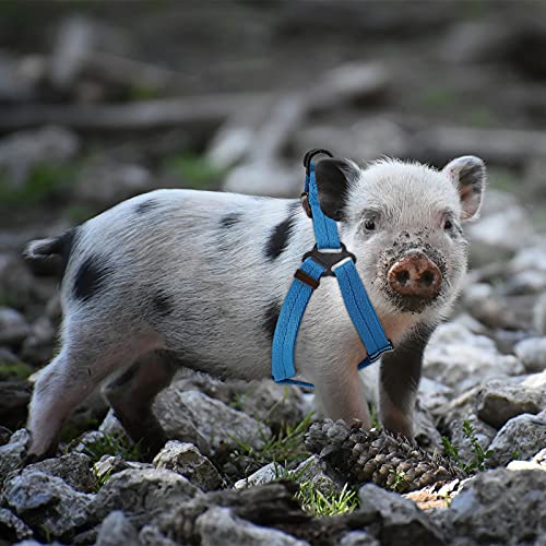 Frienda 2 Pieces Adjustable Mini Pig Harness Leash Mini Pig Walking Harness And Leash For Hog Piggy Ferret Rabbit Dog Cat And Other Small Animals Walking Training Jogging #TOP6