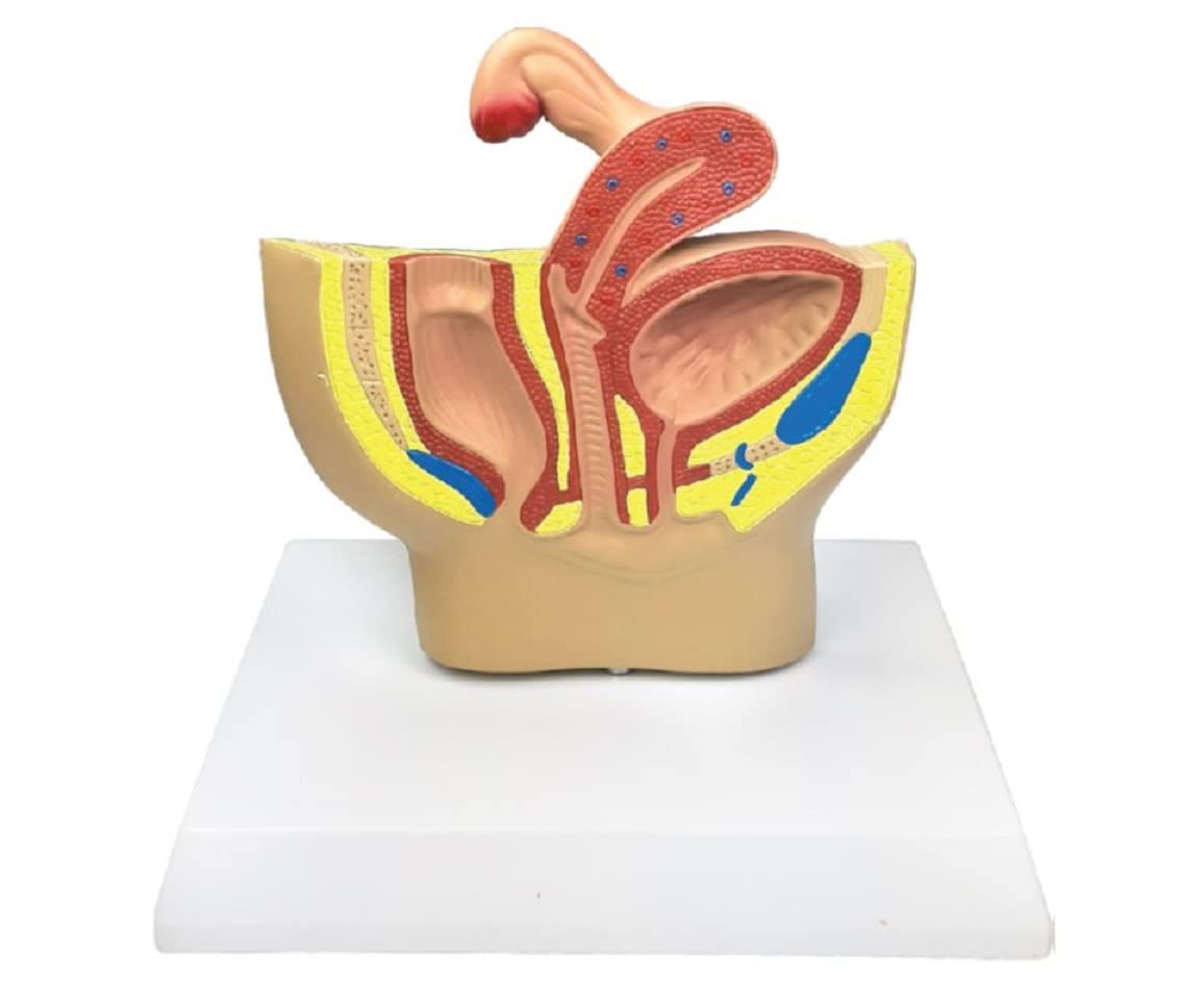 ZX | Female Pelvic Anatomy Model for Desktop | PVC (B0BHWX5M9M) Amazon Price History, Amazon Price Tracker