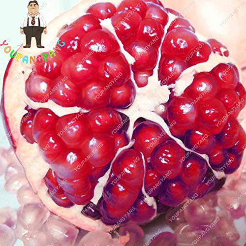30pcs/lot Blue Pomete plant seedss Bosnai Sweet Delicious Fruit Bonsai Succulents plant seeds tree seeds Bonsai for Garden plant seedss Semillas Fl: 10