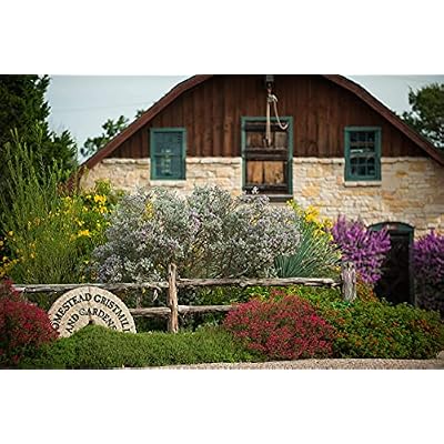 Homestead Gristmill Stone Ground Whole White Wheat Flour - Non-GMO, Chemical-Free Artisanally Milled from Hard White Wheat Berries - Long Shelf Life - Made In The USA - 10 Pounds