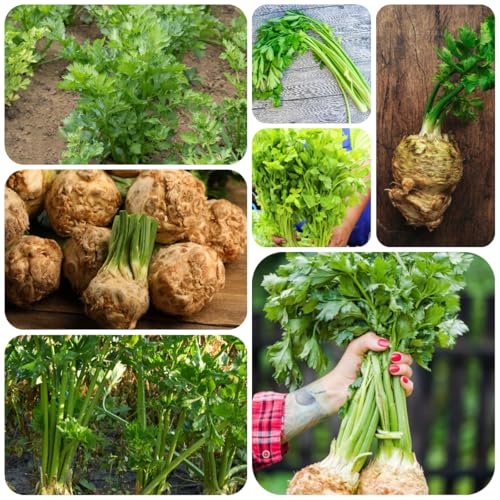 semillas de apio nabo orgánicas - decorativas resistentes balcón 1000pcs