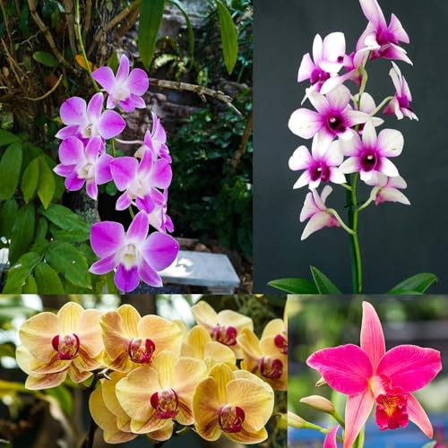 Cymbidium Orchidee-Bulbos De Orquidea Cymbidium-Bulbos De Phalaenopsis-AromáTicas De Cymbidium-Decorativo - Resistente Al FríO -3bulbos-B