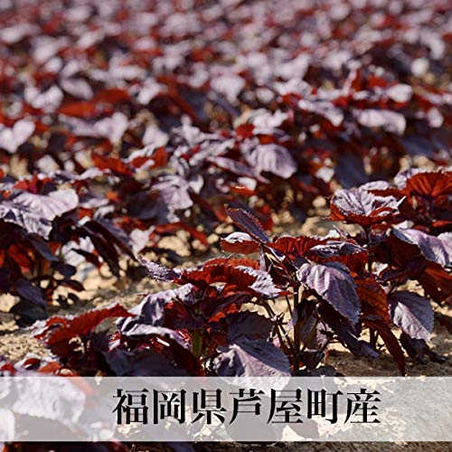 Amazon | もみしそ 無添加 国産 500g 無着色 生梅2kg用 赤しそ 葉 福岡