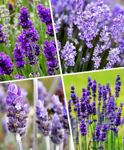 200+ Lavender Seeds for Planting Outdoor - Non GMO English Lavender Seeds, Lavender Plants or Dried Flowers, DIY Perfect for Home Gardeners