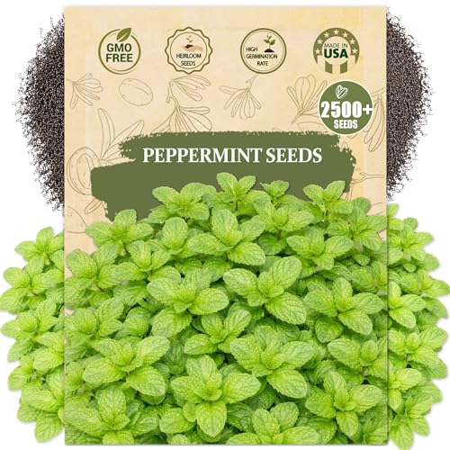 Premium Peppermint Seeds for Planting (Mentha x piperita) – 2500+ Heirloom, Non GMO Peppermint Herb Seeds, Peppermint Plant Seeds for Indoor/Outdoor Herb Garden, Pots, Raised Beds & Backyard Growing