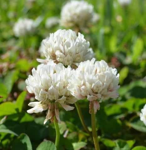 White Dutch Clover Seed