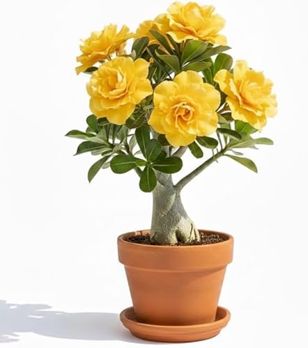 Double Yellow Desert Rose Plant Live, Adenium Desert Rose Flowers,
