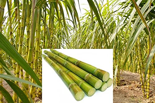 Sugarcane plant live (3 stick) (B0CR4GP5PG) Amazon Price History, Amazon Price Tracker