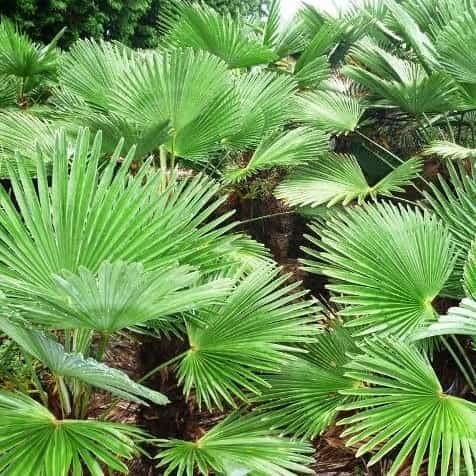 Hanfpalme Trachycarpus wagnerianus – verschiedene Größen, winterhart