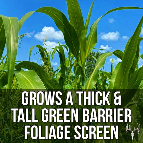 Crooked Bend Birds & The Bees Blend, 8Lb Ecopack, Food Plot Seed For Deer, Turkey, Honey Bee, Waterfowl, Whitetail & Dove Hunting, Grow Tall Green Screen Cover & Wild Game Feed & Pollinator Habitat #TOP4