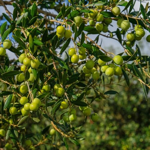 semi di ulivo - ulivo - fresca, decorazione soggiorno olivo, resistenti per il giardino da balcone colonnari, 18pcs