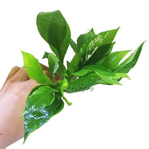 Greenpro 3-Bundles Hygrophila Corymbosa Siamensis | Dwarf Nomaphila Live Aquatic Water Aquarium Plants Decoration Freshwater Fish Tank #TOP1