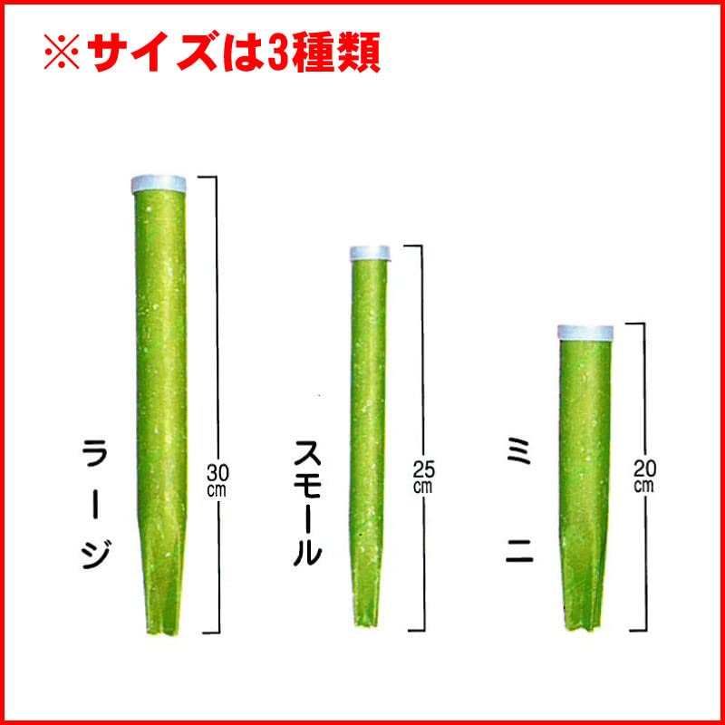 スターフルーツ 苗。果樹。鉢ごと無料で発送致します。 Amazon.co.jp