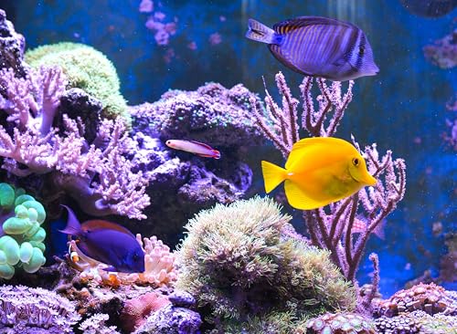 Aquatic Foods Inc. Bloodworms, Freeze Dried Bloodworms, Fresh Grade A Floating Bloodworms For All Tropical Fish thumb #4