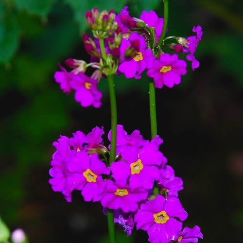 Plant World SeedsPrimula Beesiana Seeds (Perennial Flower Seeds)