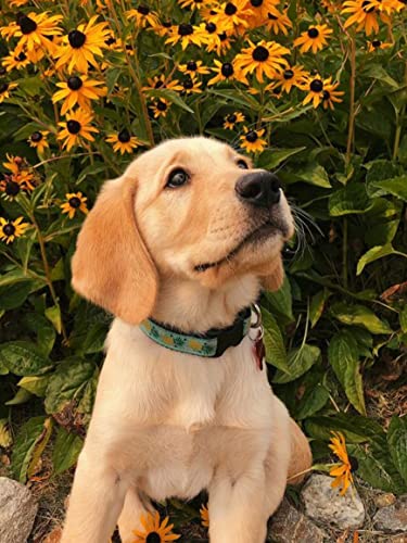 Ginfonr DIY Diamond Painting Zubehör Hund Gänseblümchen Set Full, 5D Diamant Painting Blume Tier Bilder Kit Crystal Rhinestone Embroidery Decoration Für Home Wall Décor 30x40 cm Cover