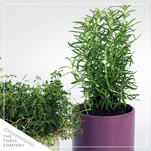 The Three Company Live Aromatic 6\" Rosemary in Decorative Pot Cover Size, Healthy Display Item