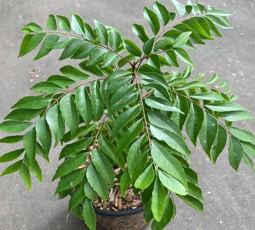 New 100pcs Green Curry Leaves Plant Seeds