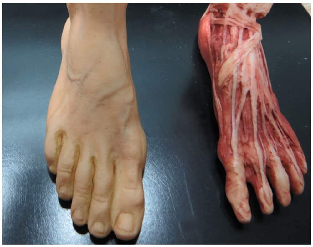 Modello di insegnamento, figura di anatomia umana, muscolo del corpo umano e modello anatomico di scheletro per il disegno strumento artistico di riferimento medico (dimensioni : 60 cm) biologia anato