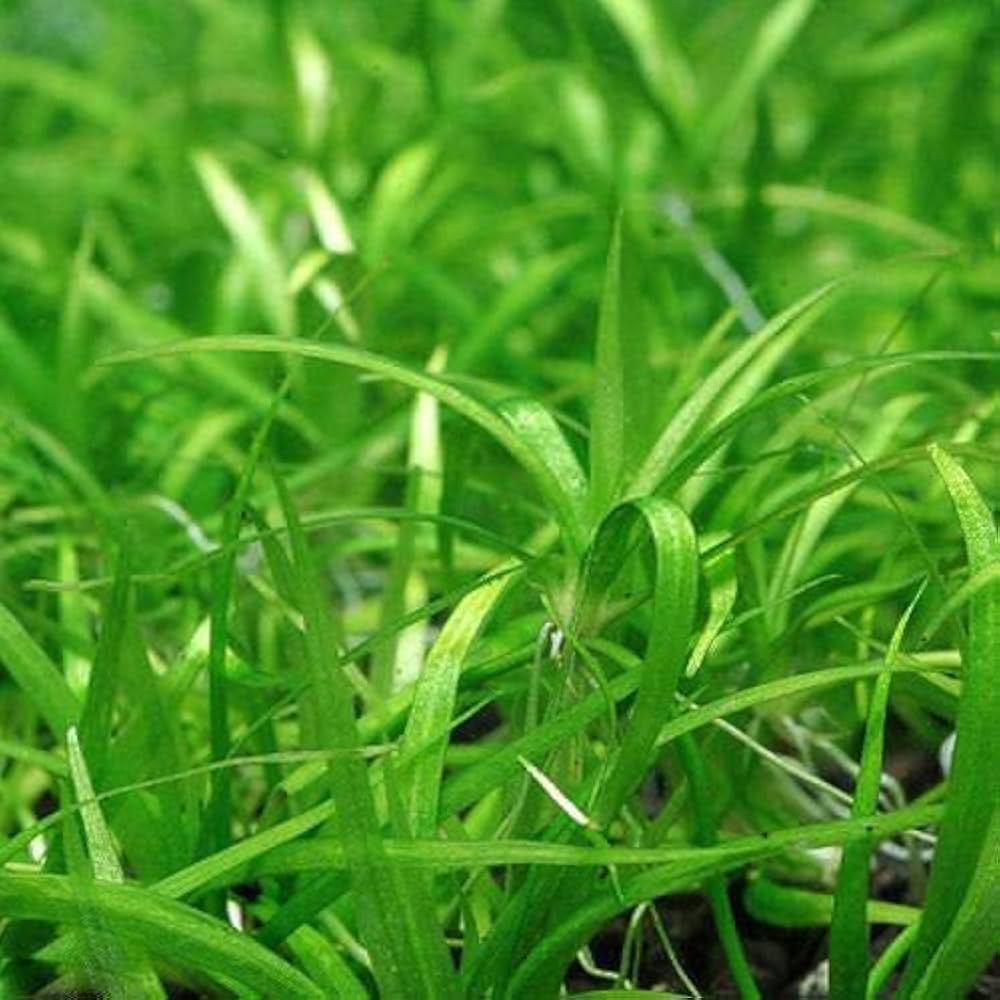 p*8様 ☆　エキノドルス ホレマニー ブロードリーフ　　★　水槽　水草 p*8様 ☆ エキノドルス ホレマニー ブロードリーフ ☆ 水槽 水草