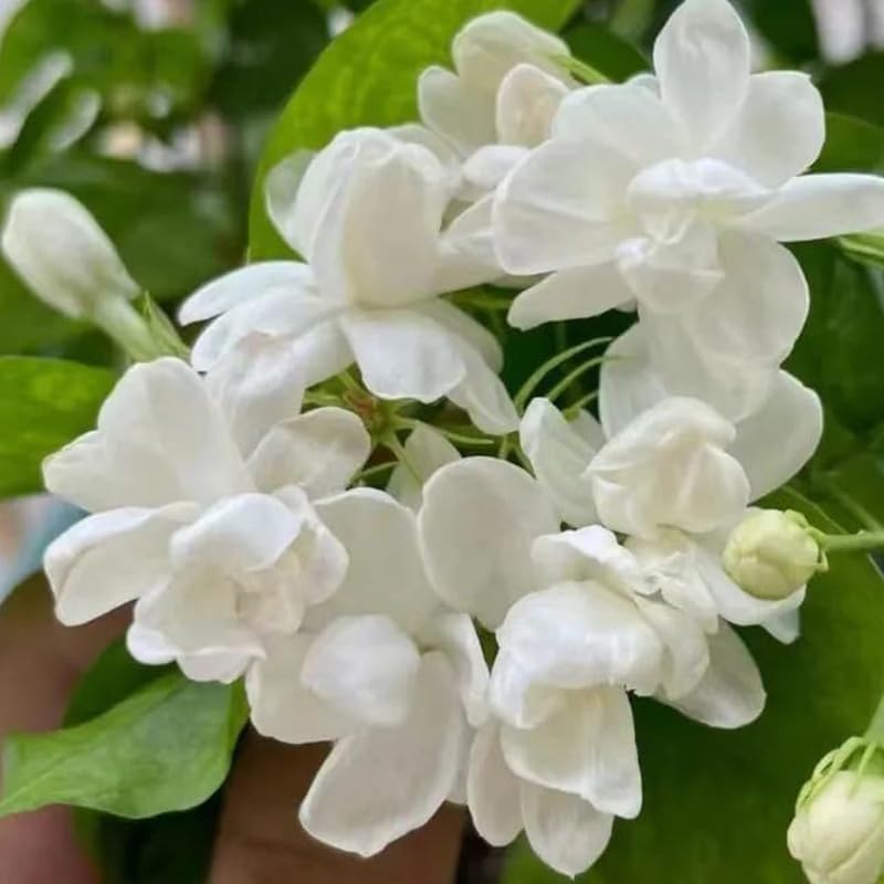 2 Frostproof Jasmine Plants 4–8 Inch, Live Fragrant Jasmine Flowering Vine, Sweet Scented Blooms, Easy Care Indoor or Outdoor