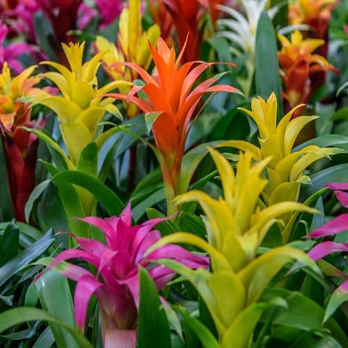 70 semillas de flores de bromelia mixtas