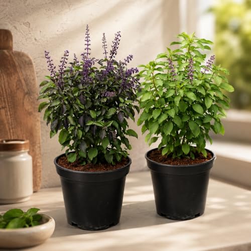 Tulsi Ayurvedic Live Plant, Rama and Shyama Tulsi, Small Size pack Of 2 Combo, Garden And Pooja Plant, Varieties with Planting Pots, Small Size pack Of 2 Combo