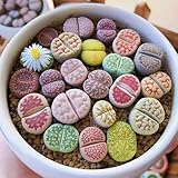 semillas de lithops mercadolibre Mariposas, colibríes, abejas y otros amigos del jardín se sienten atraídos por las coloridas opciones.