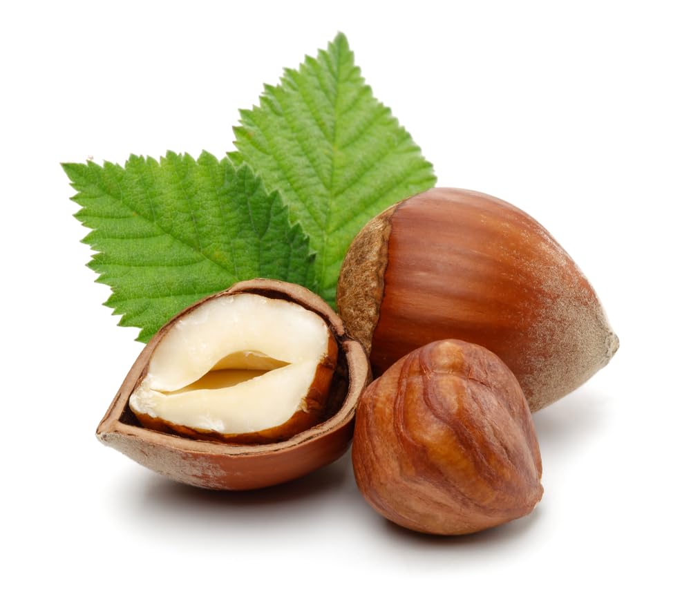 Kentish Cobnut Tree, 1 x Full Plant in a 10 Litre Pot, 60-80cm Height, Kentish Cobnuts, Garden Ready, Ready to Plant, Premium Quality Nut Trees