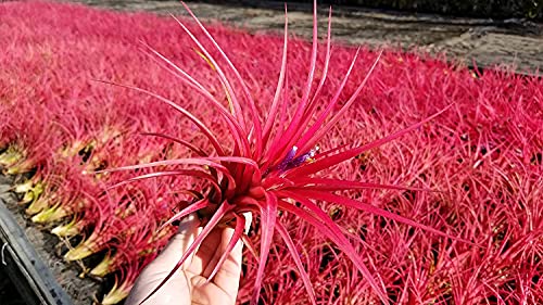 Large Air Plants - 1 Victoriana - 5 To 7 Inch Air Plant - Color & Form Varies By Season - 30 Day Guarantee On Tillandsia From The Drunken Gnome (1, One Size 5-7") #TOP6