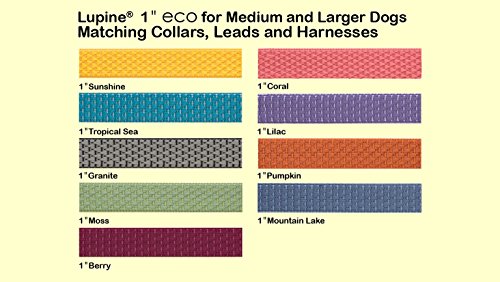 Collier Lupine Eco résistant en sangle recyclée large de 2,54 cm