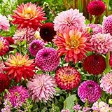 Dahlien Knollen - 10 Zwiebeln - Super Kollektion Riesen Blumenzwiebeln - Echte Pflanzen aus Holland - Für Garten, Töpfe und Balkon (kein Samen, nicht künstlich, nicht winterhart)