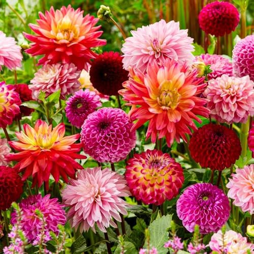 Dahlias Bulbes Super Collection - 10 Bulbes de Fleurs à Planter Exterieur - Plante Exterieur Jardin - Naturelle Plantes de Hollande (pas de graines, non artificielle)